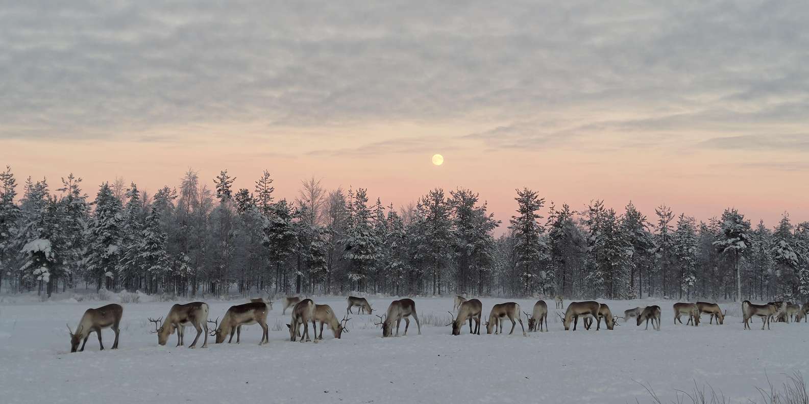 İzmir Çıkışlı Sömestre ve Sevgililer Gününe Özel Lapland Turu Kuzey Işıkları Rotası (3 Gece)