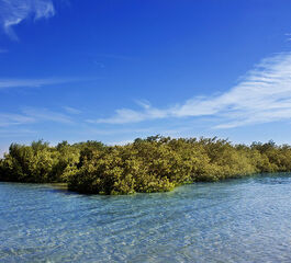 Mısır ikonları THY ile Sharm Kahire İskenderiye Turu