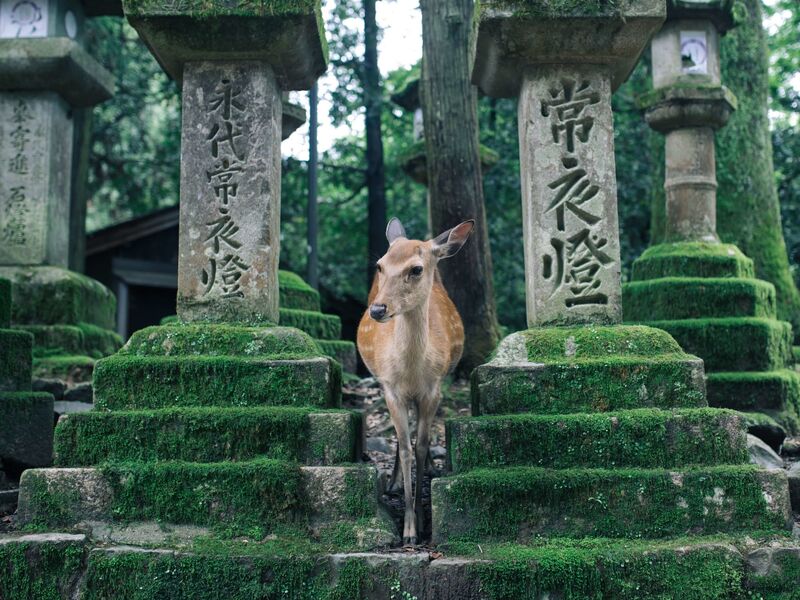 Dolu Dolu Direkt Sefer İle Japonya Turu