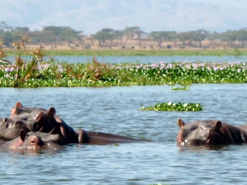 Kenya Safari Turu Air Arabia Havayolları ile Her Pazar Hareket