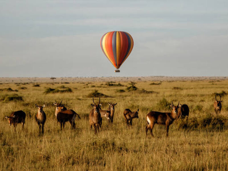 Kenya Safari Turu Air Arabia Havayolları ile Her Pazar Hareket